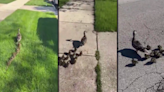 A mama duck nested near a Chicago home and captivated a neighborhood