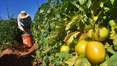 Se reduce la producción de tomates en Cochabamba, pero no en los valles cruceños