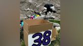 ABQ BioPark celebrates Andean condor’s 38th birthday