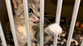 ‘Happy and safe’: SPCA looking for foster homes in midst of ‘kitten season’