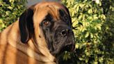 Gigantic Mastiff Befriending His Tiny Grandma Is the Ultimate Act of Sweetness