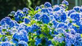 Hydrangeas and roses flourish and never look better when given one kitchen scrap