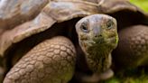 Tortoise Born in 1800s Celebrates Another Birthday at San Antonio Zoo