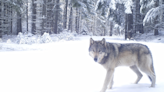 U.S. House votes to kill BLM rule, delist gray wolf, end Boundary Waters mining limits