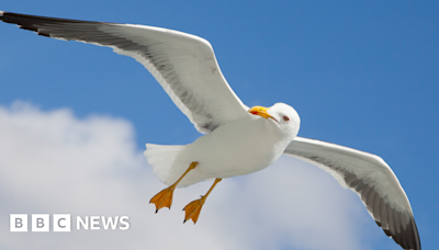 Great Yarmouth seagull deaths 'suspicious' says RSPCA