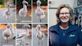 Quick-Thinking Flight Attendant Helps Save Rare Flamingo Eggs When Disaster Strikes