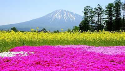 太美了！北海道山腳下的黃紅花海令人驚豔 | 蕃新聞