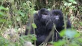 Thriving in the face of adversity: Resilient gorillas reveal clues about overcoming childhood misfortune
