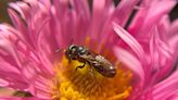 The key to a tiny bee's health is having a good mom, study finds