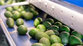 On the Move: How Avocado Exports Work