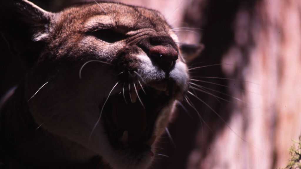Aptos High School under shelter-in-place after mountain lion sighting