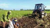 Más de 1.000 hectáreas agrícolas fueron afectadas por lluvias en Pinar del Río