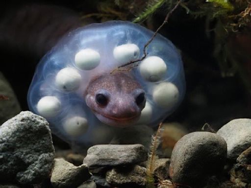 山椒魚卵串套頭護卵如「波堤獅」 玉管處特展促保育