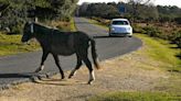 Google Maps’ incorrect speed limits ‘causing New Forest animal deaths’