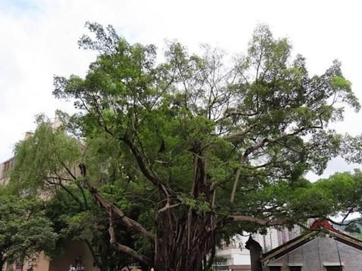 大埔鐵路博物館及南灣泳灘兩古樹 將於下周一被移除