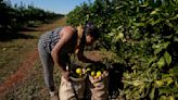 High orange juice prices may be on the table for a while due to disease and extreme weather