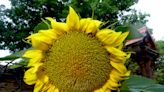 Gardening for You: Self-harvesting sunflower seeds