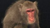 Missing monkey wasn’t captured alive, officials say