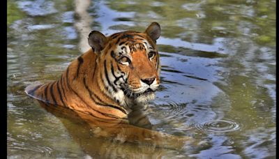 Rising tiger numbers, deteriorating habitats