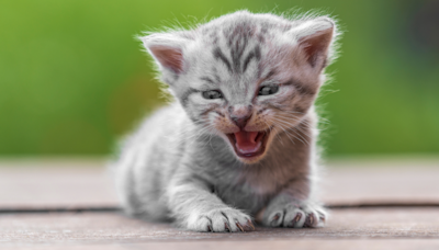 Shelter Kitten Will 'Stop Crying If Someone Holds Him' and People Can't Take It