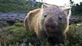 Watch this cute wombat find new use for hiker’s trekking poles
