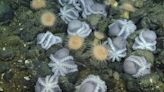 Mystery of octopus garden in ocean’s midnight zone solved by scientists