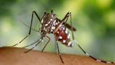 La sorprendente propuesta de instalar una fábrica de mosquitos estériles para luchar contra el dengue