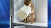 Female lion arrives at Great Plains Zoo