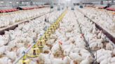 Ministério da Agricultura autoembarga exportação de frango após caso de Newcastle