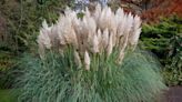 When to plant pampas grass – for a fabulous ornamental grass