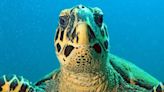 Turtle power: Panama gives legal rights to sea turtles, protecting against pollution and poaching
