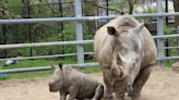 Baby rhino Xola cools off at the Indianapolis Zoo