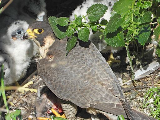 Watch peregrine falcons nesting on Alcatraz Island live with this amazing NPS webcam feed