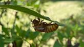 Illinois will be abuzz with ‘screaming’ cicadas in May and June