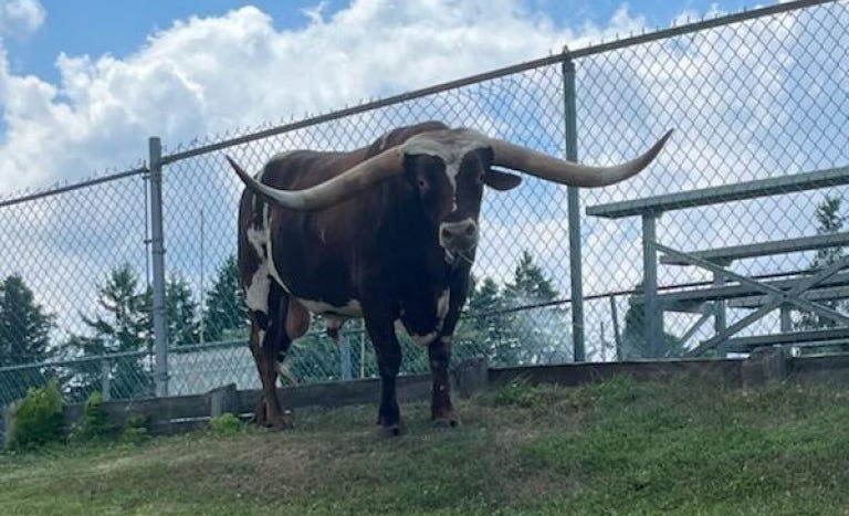 Loose steer snarls traffic on I-83 in York County