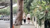 At least 5 aging Italian stone pines will be removed along East Anapamu St. in Santa Barbara