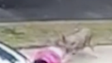 Coyote drags 2-year-old just seconds after she’s taken out of car seat in ambush captured on video