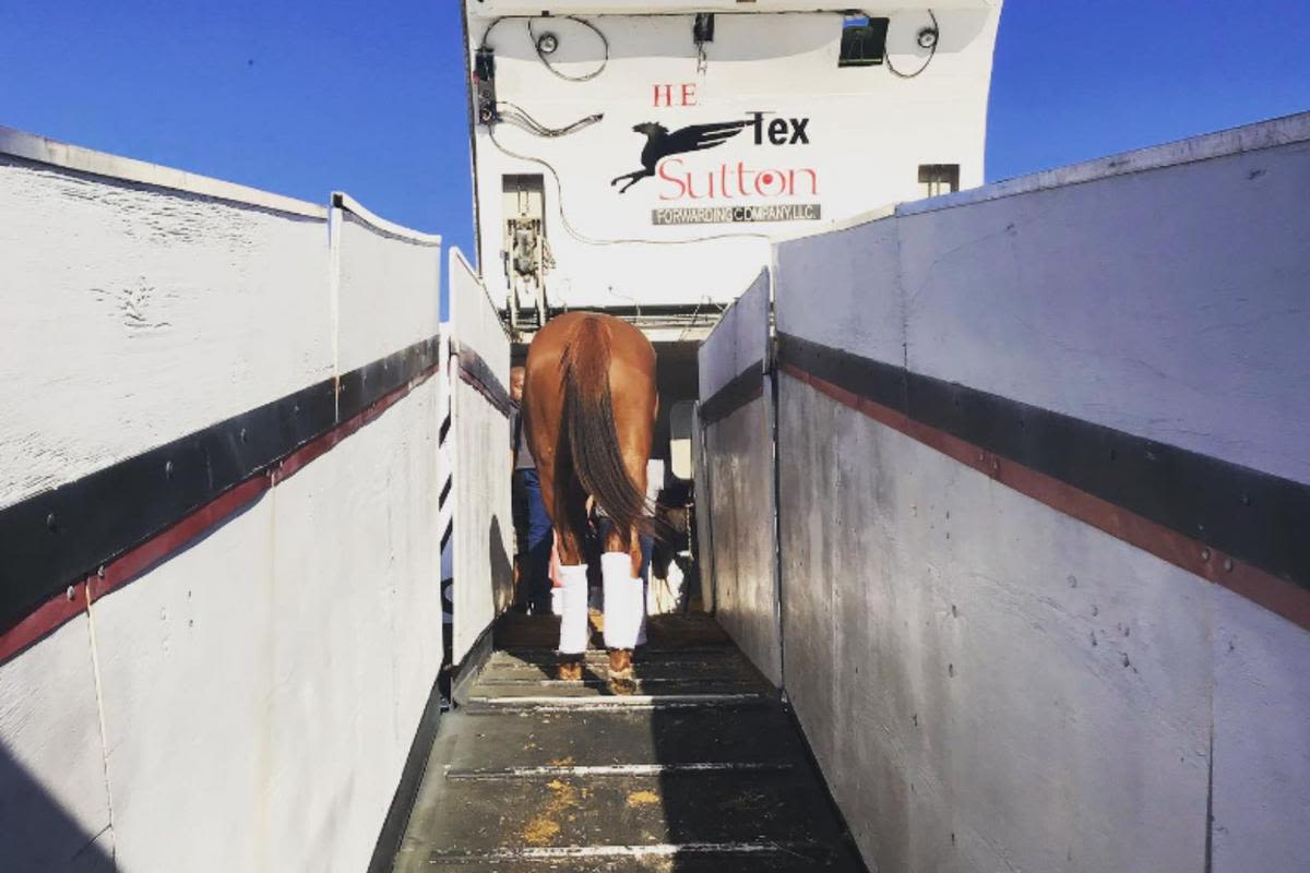 WATCH: Horses in the Olympics Fly on 'Air Horse One'