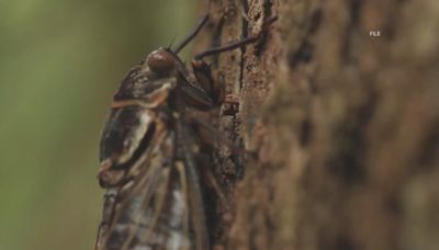 Here's how you can safely eat a cicada, according to South Carolina experts