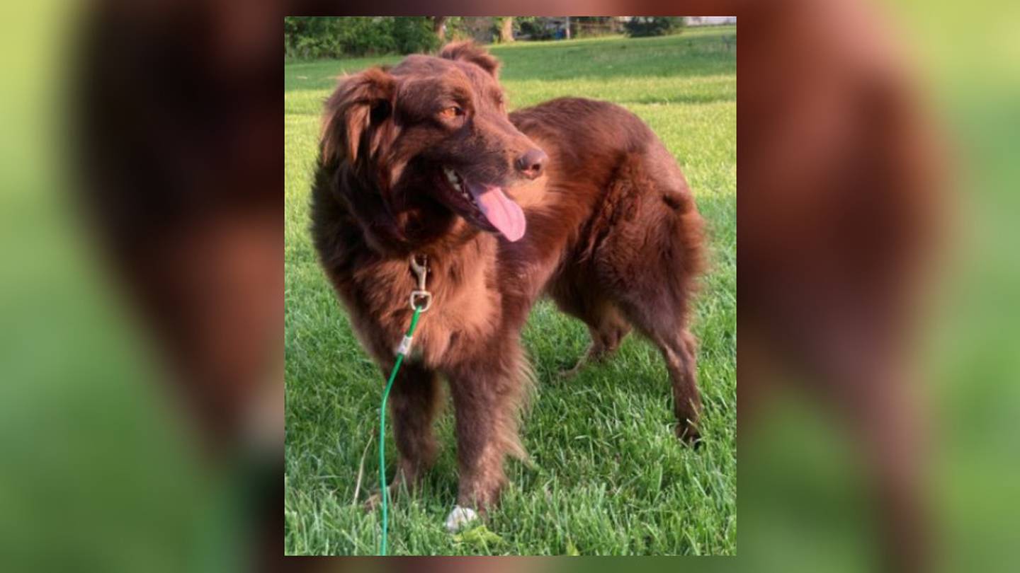 Dog stabbed to death in Butler County; man arrested, charged