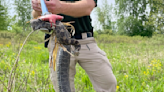 Rare "highly toxic" viper found in Ohio