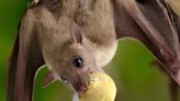 Los murciélagos poseen habilidades cognitivas 'humanas'