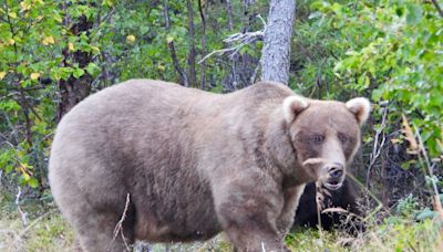 In a thrilling rematch, the winner of Fat Bear Week 2024 is …