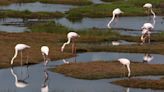 African migratory birds threatened by hot, dry weather