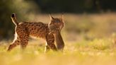 The Iberian lynx is back from the brink of extinction, thanks to conservation efforts