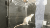 Rats Have Rhythm and Totally Get Down to Lady Gaga and Queen