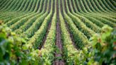 Champagne Vines Are One Step Closer to Growing Further Apart