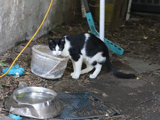 County cat rescues come to aid of feral colony living in Guelph's The Ward