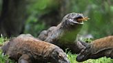 There are an estimated 3,400 Komodo dragons left in the wild, living on 5 islands dubbed Indonesia's 'Jurassic Park'