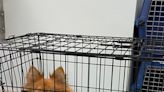 Massachusetts Pomeranian Abandoned in Crate on Hot Day Is Rescued and Readied for Adoption